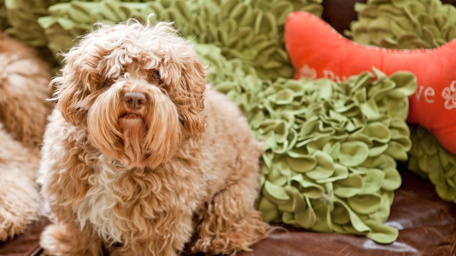 dog on a couch